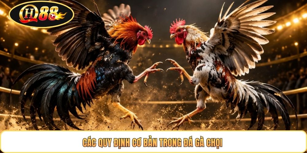 Các quy định cơ bản trong đá gà chọi