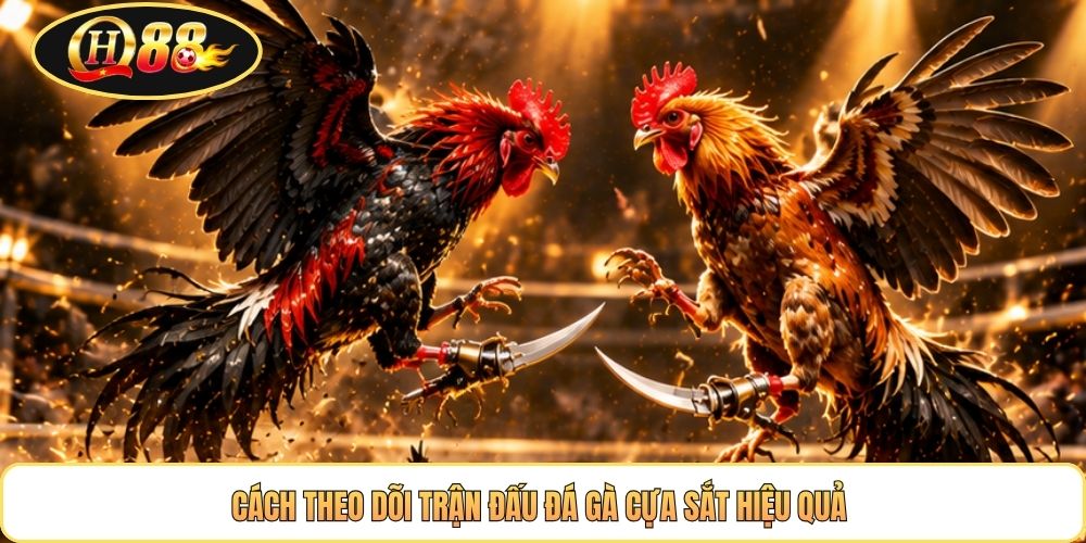 Cách theo dõi trận đấu đá gà cựa sắt hiệu quả